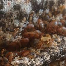 In a home with more clutter, bed bugs have more hiding spots and can be bed bugs are attracted to the places where humans dwell. The Sickest Most Infested Bed Bug Job In Syracuse Ny Go Forward Pest Control