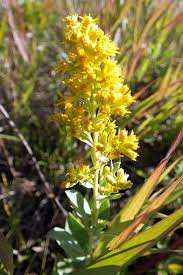 Image result for Solidago simplex