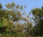 Image result for Vernonanthura polyanthes