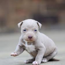 Bullet is a playful and very outgoing ukc registered pitbull male puppy, he is up to. Red Nose Pitbull Puppies For Sale Baby Pitbulls For Sale In 2020 Pitbull Puppies For Sale Pitbull Puppies Red Nose Pitbull Puppies