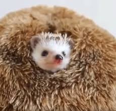Sam I Am Adli Kullanicinin Hedgehog Panosundaki Pin 2020 Sevimli Hayvan Yavrulari Hayvan Bebekler Yavru Kirpi