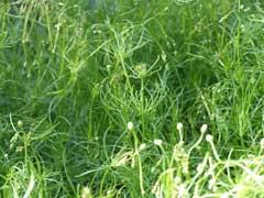 Image result for Spergula