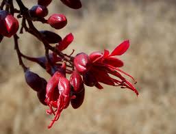 Image result for Schotia brachypetala