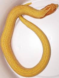 We did not find results for: Baby Albino Super Anaconda Western Hognose Snakes For Sale