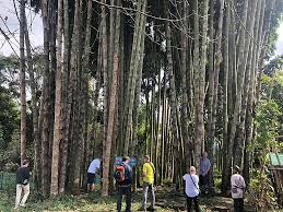 Image result for Dendrocalamus