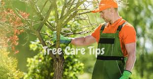 Warnings about hiring tree services. Hiring Tree Services Archives Treecotech