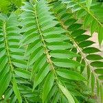 Image result for Senna petersiana