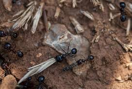 Plus d'infos sur les différents types de contrats de travail, sur le site du spf emploi, travail et concertation sociale. Fourmi Macro Transport Travail Animaux La Nature Insectes Groupe Travail En Equipe Pikist