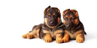 Getting paid to promote a dog food is not a good reason to promote it. 7 Best Food For German Shepherd Puppies Dietary Needs Reviews