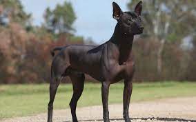6 amazing animals that start with the letter x hairless dog mexican hairless dog mexican hairless