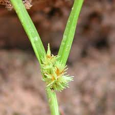 Image result for Cyperus squarrosus