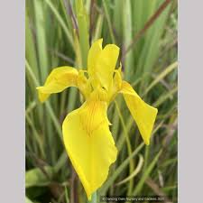 Image result for Moraea
