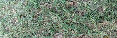 To the untrained eye, distinguishing turf grass from grassy weeds is tough because the two can look identical. Best Herbicide Products For Getting Rid Of Bermudagrass Solutions Pest Lawn