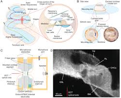 Image result for Cochlea
