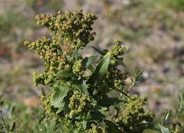 Image result for Chenopodiastrum