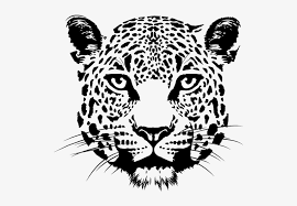 Dictionary of greek and roman biography and. Amur Leopard Face Drawing Png Image Transparent Png Free Download On Seekpng