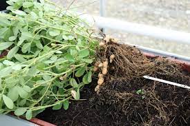 They are intended to ensure optimum layout, proportions and quantities of trees relative to the area of. Faq About Peanuts Or What You Always Wanted To Know About Peanuts And Never Dared To Ask