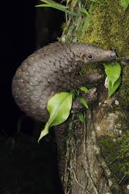 Working to save the world's most trafficked mammal. Welt Pangolin Tag Wehrlos Wie Ein Tannenzapfen