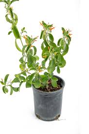 Image result for Justicia