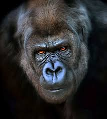 Intensity Gorillas Art Animals Wild Mountain Gorilla