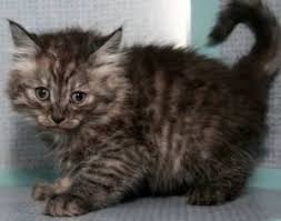 Very cute, healthy, playful and friendly black smoke ghost tabby british shorthair cross kittens 6 weeks old. How Rare Is Black Smoke Coat Thecatsite