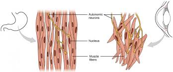 Smooth muscles exhibits a phenomenon called _____ in which: Muscle Physiology Muscle Types Contraction Lecturio