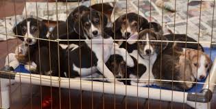 Animals can be claimed between 8:00 a.m. Animal Lifeline Of Iowa Inc Guidestar Profile