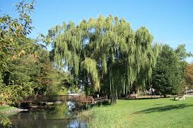 They can also grow in up to full sun, meaning 6 to 8 hours. Why Does The Willow Tree Weep Tbr News Media