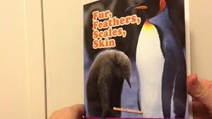 Humans have fairly tough skin. Fur Feathers Scales Skin By Christine Economos Level H Youtube