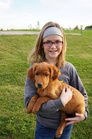 When buying a puppy, the pedigree in 1868, this cross produced a litter that included four pups; Rock Creek Golden Irish Bloomington Il Glorious Dawn Puppies