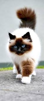 Birman Kittens For Sale Near Me Cool Cute Cats For Sale Near Me Cute Cat Breeds Beautiful Cats Cute Animals
