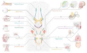 Normally, the muscles of the pharynx will contract and that will cause the patient to gag. Cranial Nerve Palsies Amboss