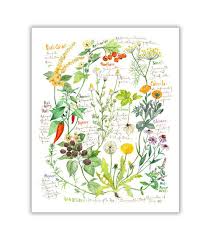 Botanical Chart Plant Illustration Medicinal Plant Print