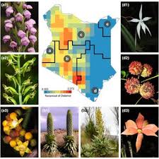 Image result for Pseudobersama mossambicensis