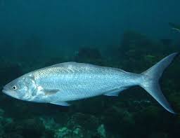 انواع السمك بالصور ملتقى هواة صيد السمك