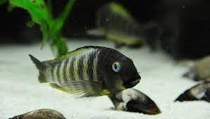 tropheus brichardi katonga ujiji resim kelebekler