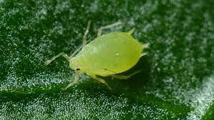 This cannabis pest was named as such because they dig tunnels into the plants leaves where they can feed and lay their eggs. Cannabis Plant Pests Cannabis Plant Pest Control The Natural Way