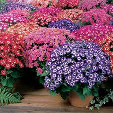 Image result for Cineraria mazoensis