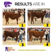 Mark That Card Performance Hereford Heifers Results Sure Champ Livestock Judging Showing Livestock Show Cattle