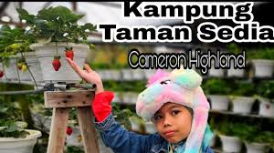 You can also go to taman sedia and mardi without facing traffic. Kampung Taman Sedia Cameron Highland Nasi Lemak Abang Strawberry Homestay Cameron Highland Youtube