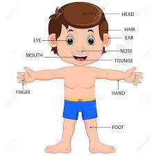 Learn the human body and face parts names in english with the help of the youngest grammarbank team member. Boy Body Parts Diagram Poster Royalty Free Cliparts Vectors And Stock Illustration Image 75432334