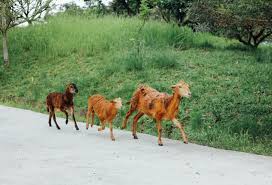 Goats At Borneo Happy Farm Happy Farm Animals Borneo