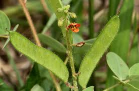 Image result for Chamaecrista absus