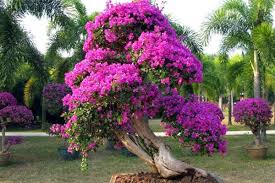 Maybe you would like to learn more about one of these? Mengenal Jenis Bunga Bougenville Beragam Manfaatnya Ilmupot
