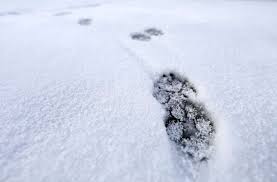 Entdecken sie hunde aus russland — info, temperament, charakteristik, bilder, preise, typische krankheiten. Nahe Russischer Fabrik Sieben Hunde Mit Blauem Fell Gesichtet Tierschutz Alarmiert Panorama Stuttgarter Nachrichten