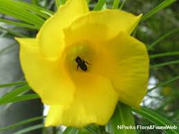 Image result for Cascabela