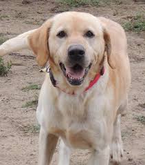 A rescue and hospice for homeless senior dogs. Adopt A Pet Bluetick Coonhound Abby And Max Bluetick Coonhound Coonhound Pets