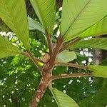 Image result for Ficus saussureana