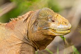 Image result for Phaulopsis sangana