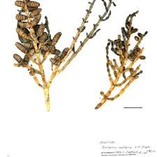 Image result for Halosarcia indica